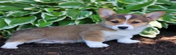 Welsh Corgi Pembroke dogs for sale: King  - Ad 2