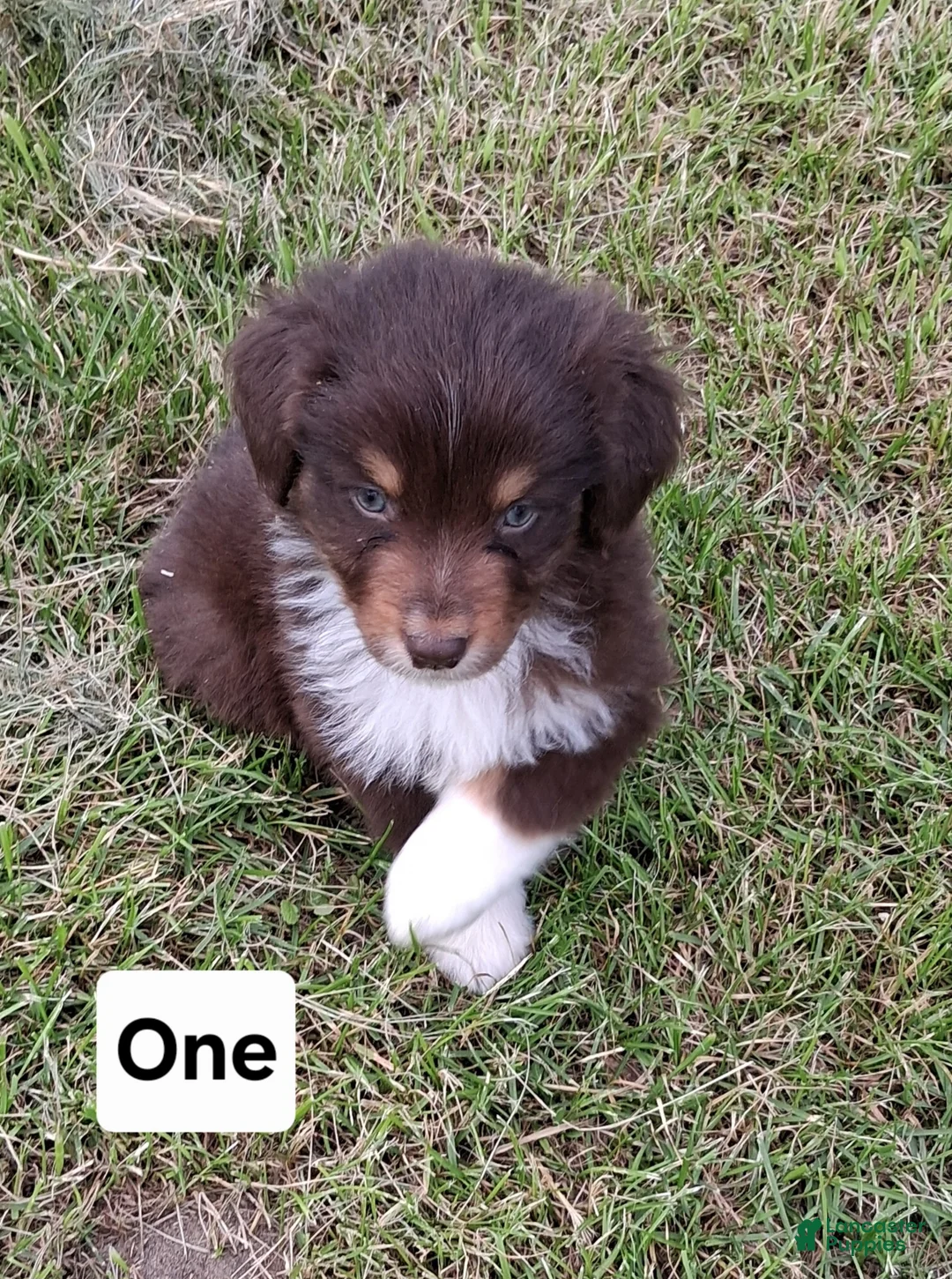 Australian Shepherd dogs for sale: One - Ad 2