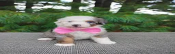 Bernedoodle dogs for sale: Biscoff  - Ad 7