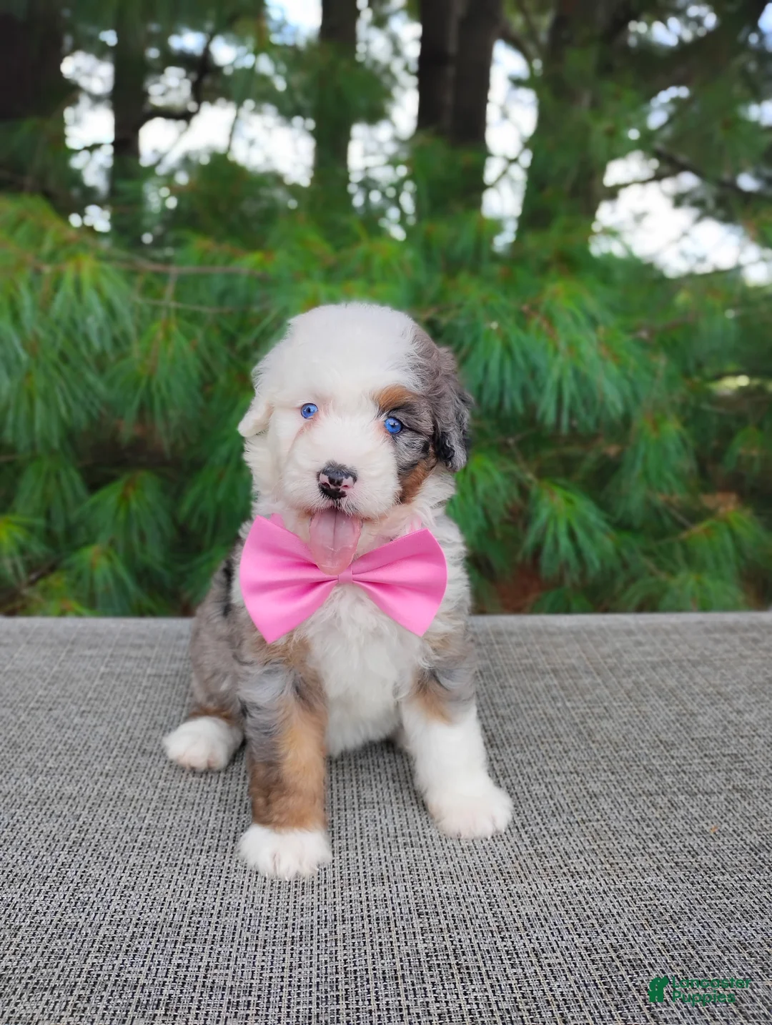 Bernedoodle dogs for sale: Biscoff  - Ad 7