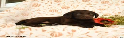 Labrador Retriever dogs for sale: Melvin - Ad 5