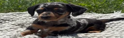 Miniature Dachshund dogs for sale: Gloria - Ad 4