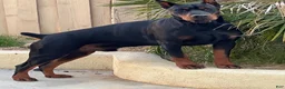Doberman Pinscher dogs for sale: Electra-Pink Collar - Ad 11
