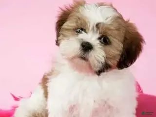 Shih Tzu dogs Sue - Ad 37