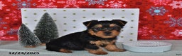 Yorkshire Terrier dogs for sale: Ryan - Ad 3