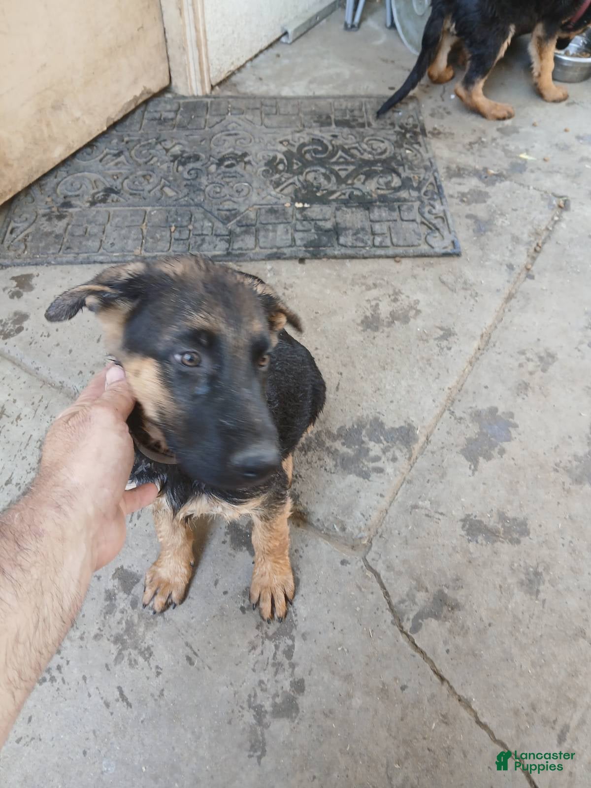 German Shepherd dogs Precious - Ad 2