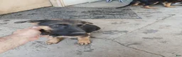 German Shepherd dogs for sale: Precious - Ad 2