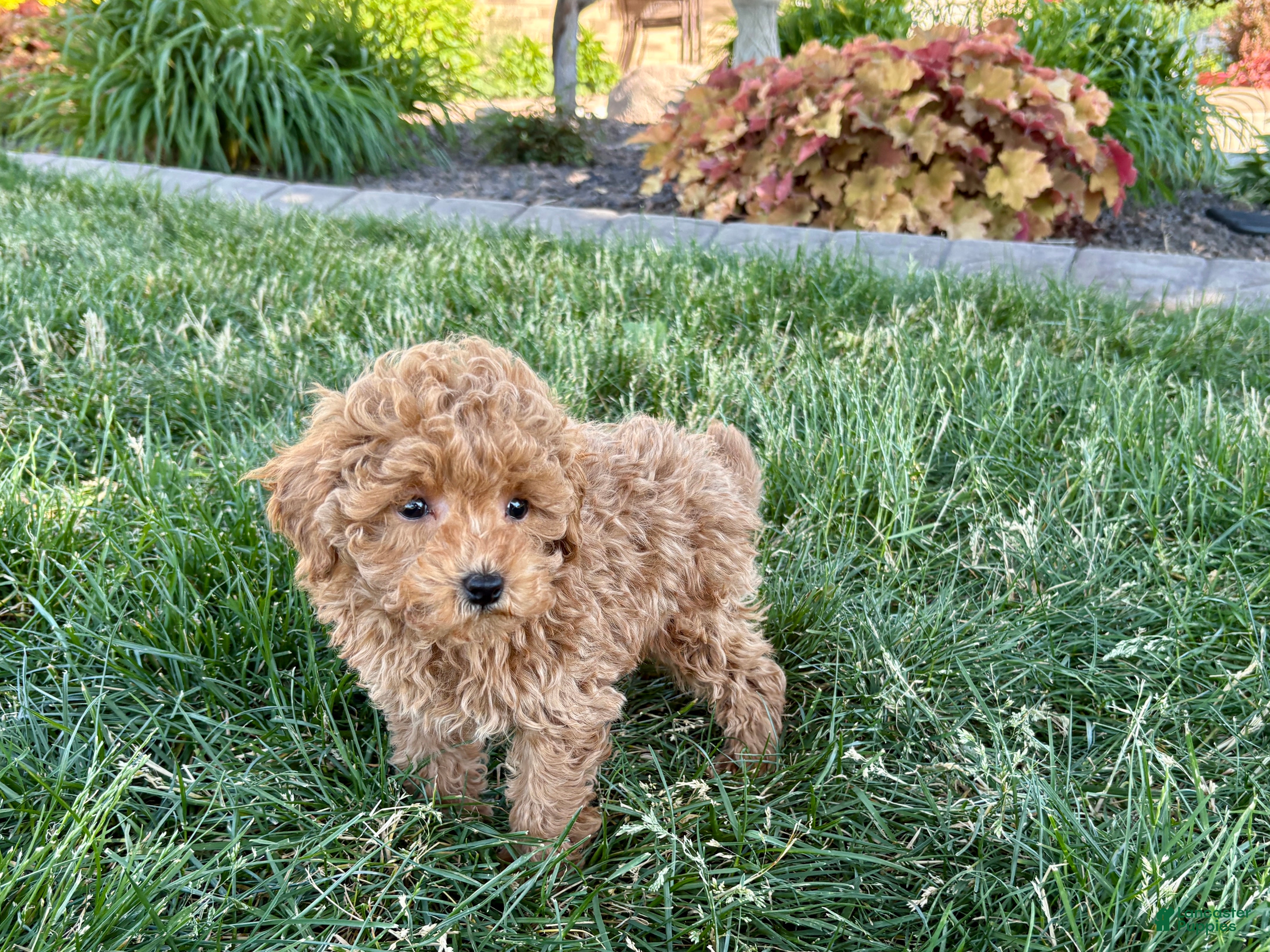 Maltipoo dogs for sale: Ada - Ad 13