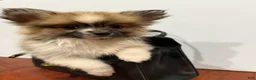 Pomeranian dogs for sale: Snickers - Ad 1