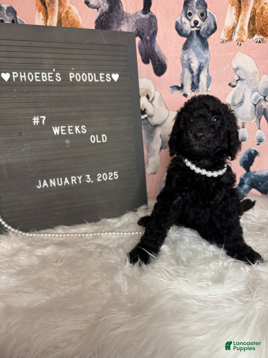 Standard Poodle dogs for sale: Standard Poodle Puppy 5 - Ad 8