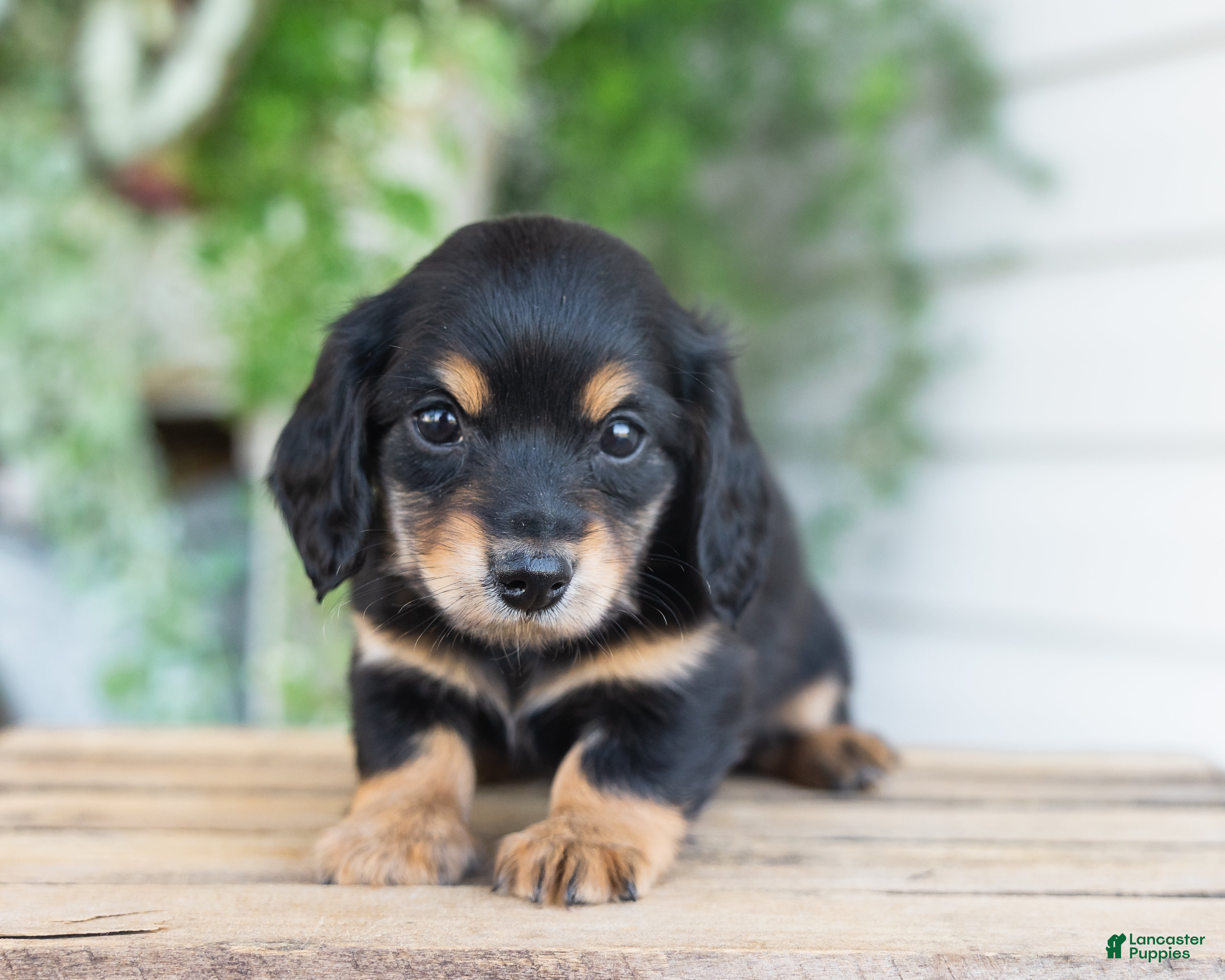 Miniature Dachshund dogs Mabel - Ad 1