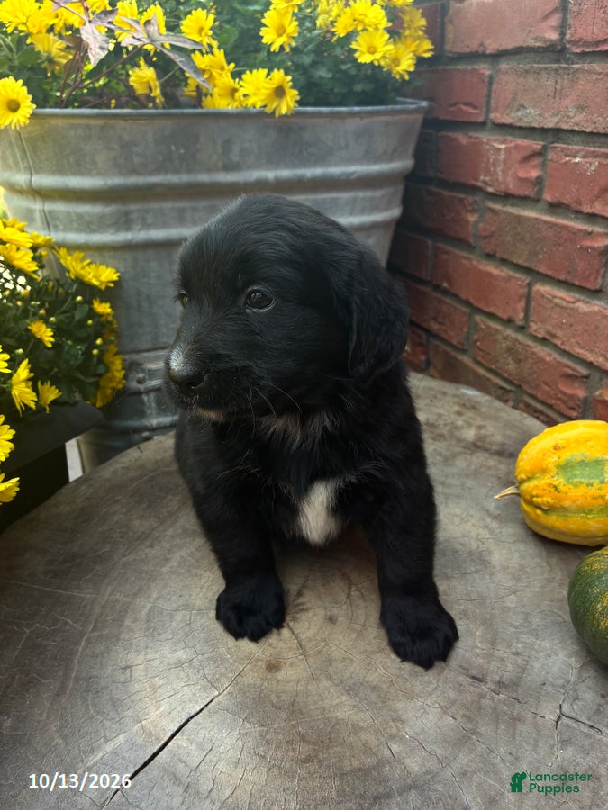 Ace (Doodle / designer cross, Male) in Salem, IN