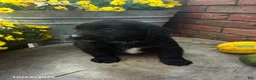 Mini Bernedoodle dogs for sale: Ace - Ad 1