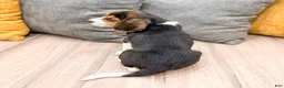 Beagle dogs for sale: Snickers - Ad 5