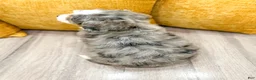 Mini Bernedoodle dogs for sale: Sara - Blue Eyes - Ad 6