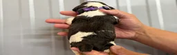 English Springer Spaniel dogs for sale: Reef  - Ad 19