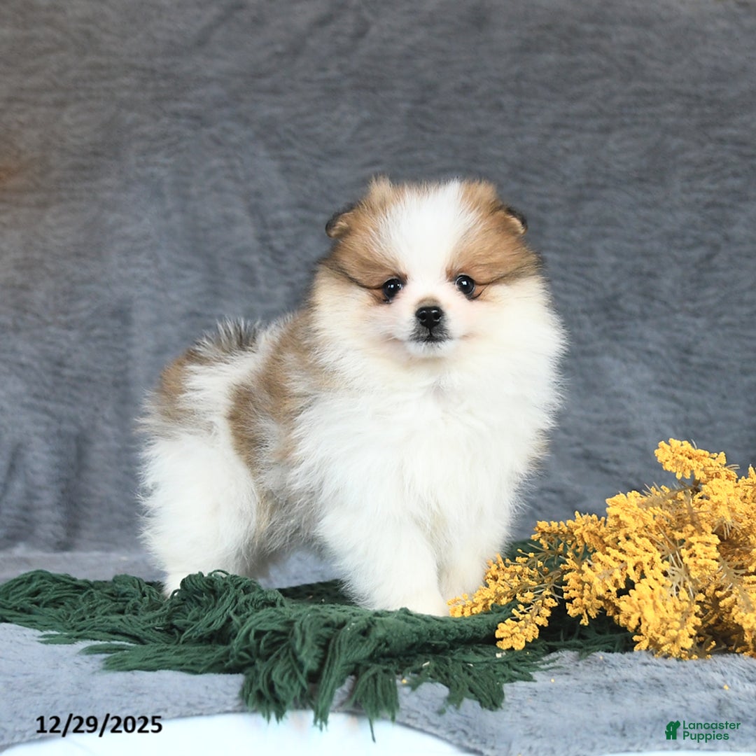 Pomeranian dogs for sale: Emerald - Ad 1