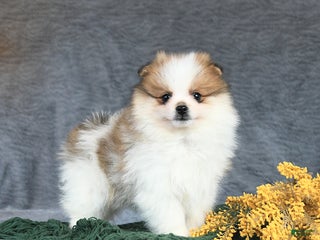 Pomeranian dogs Emerald - Ad 31