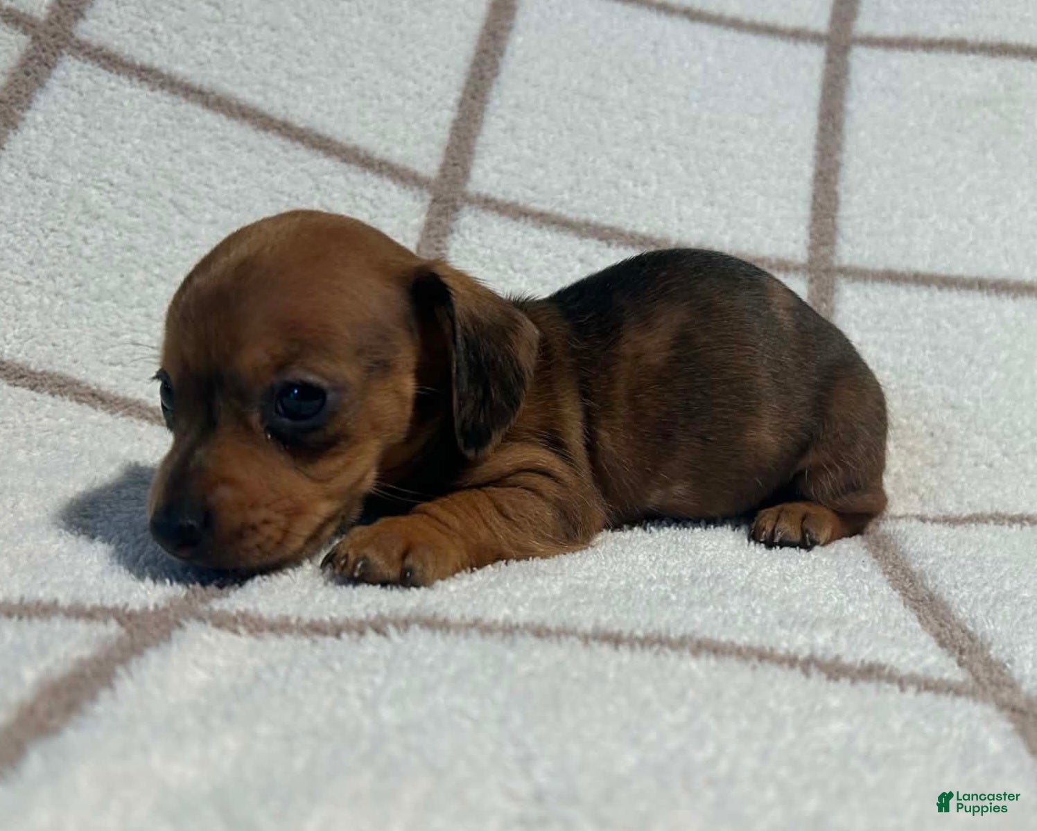 Miniature Dachshund dogs AKC Wynona delivery available  - Ad 2