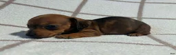 Miniature Dachshund dogs for sale: AKC Wynona delivery available  - Ad 2