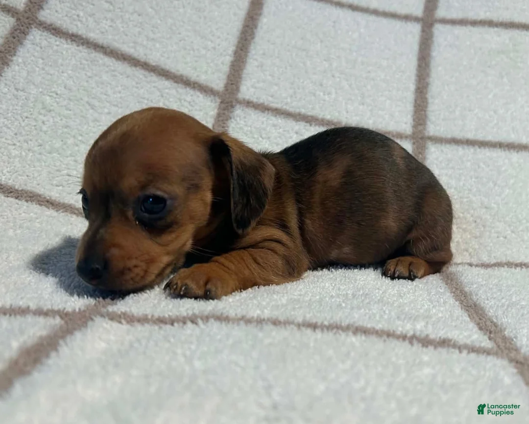 Miniature Dachshund dogs for sale: AKC Wynona delivery available  - Ad 2