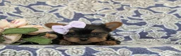 Yorkshire Terrier dogs for sale: Linette 7 lbs Full Grown - Ad 5