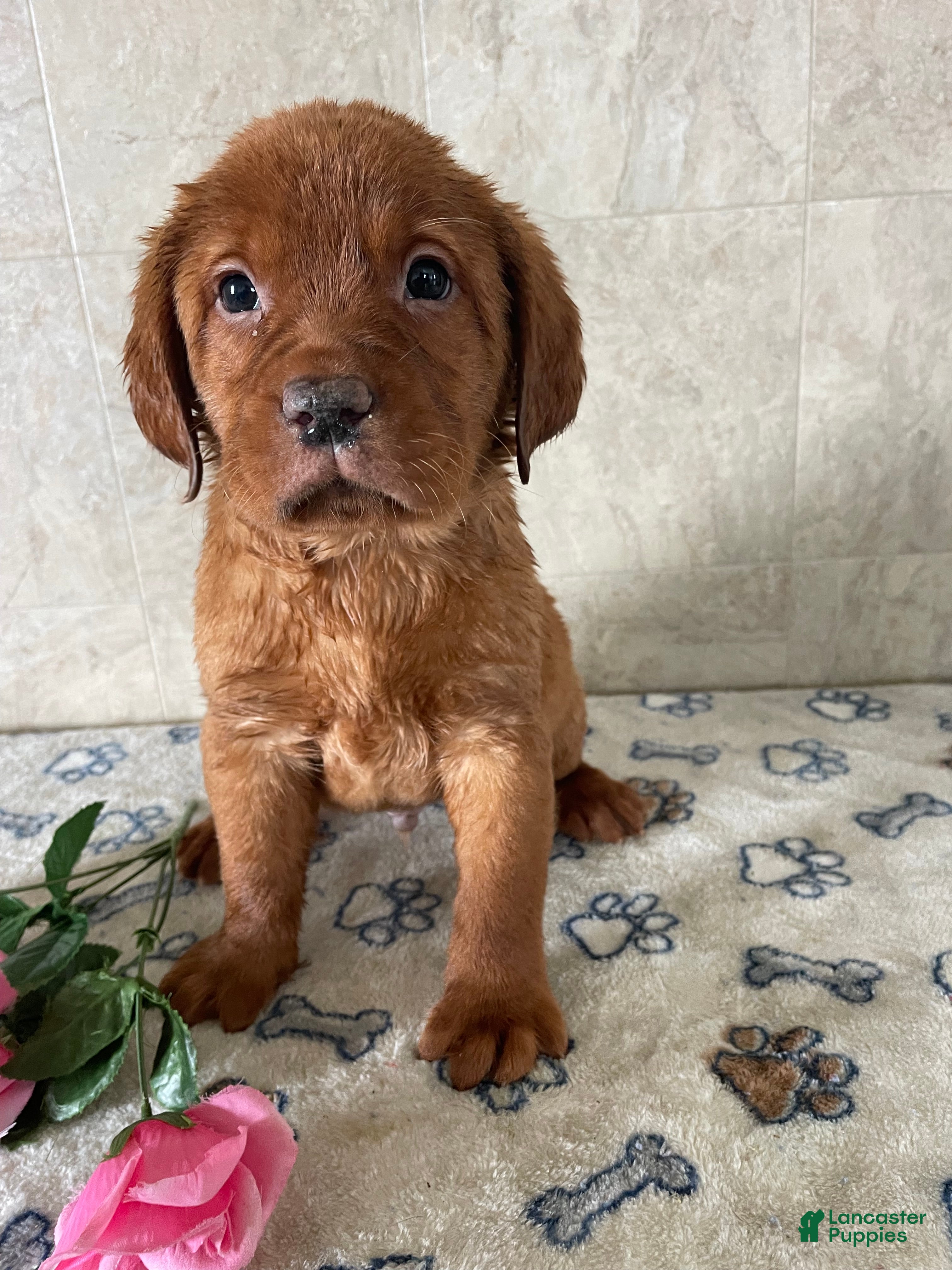 Labrador Retriever dogs Beckham - Ad 11