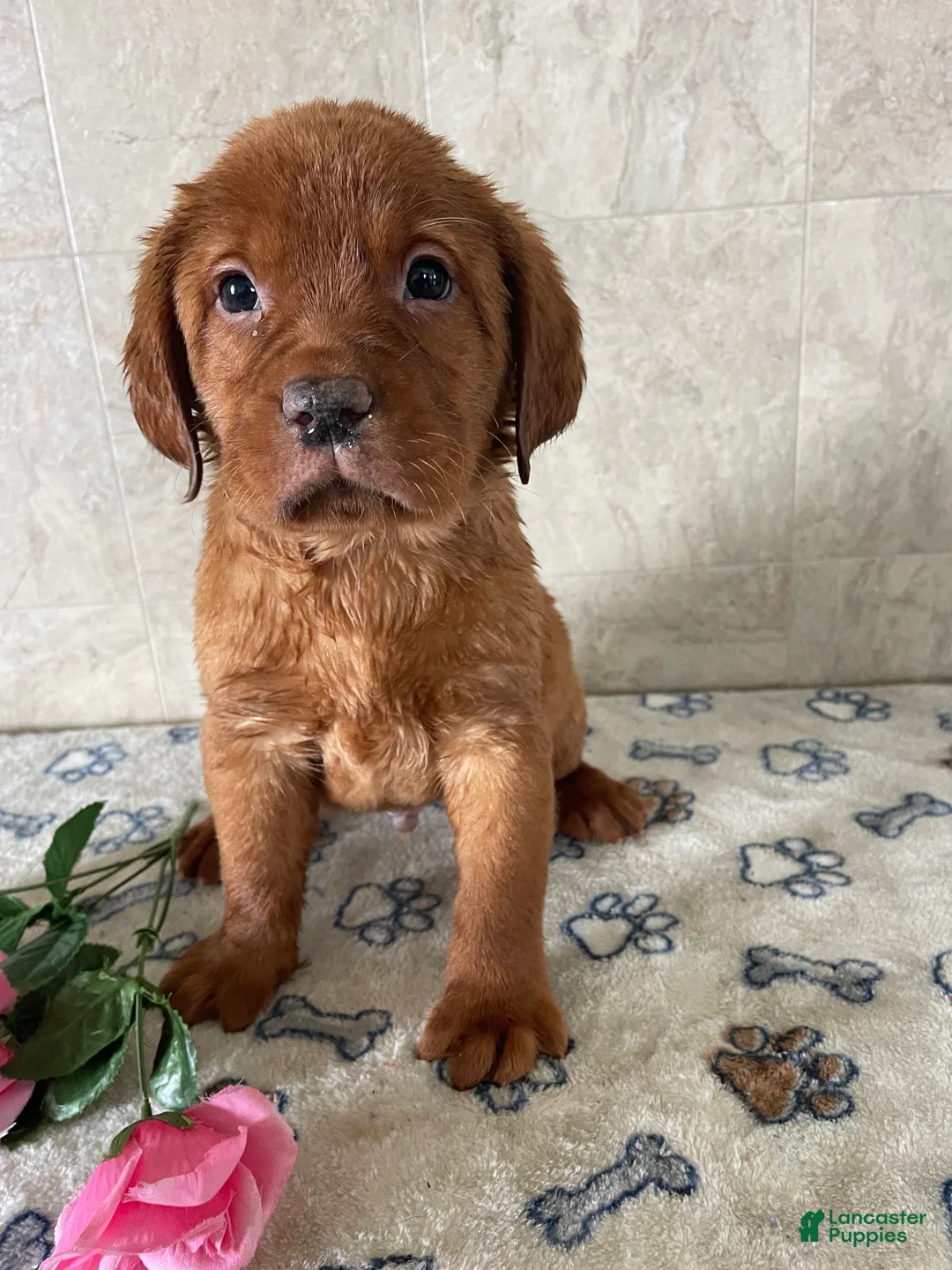 Labrador Retriever dogs for sale: Beckham - Ad 1