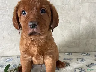 Labrador Retriever dogs Beckham - Ad 11