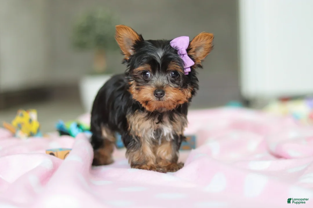 Yorkshire Terrier dogs for sale: Daisy - Ad 6