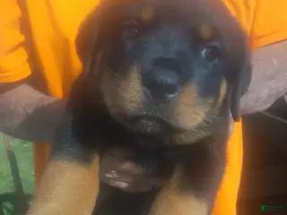 Rottweiler dogs Rottweiler Puppy 2 - Ad 11
