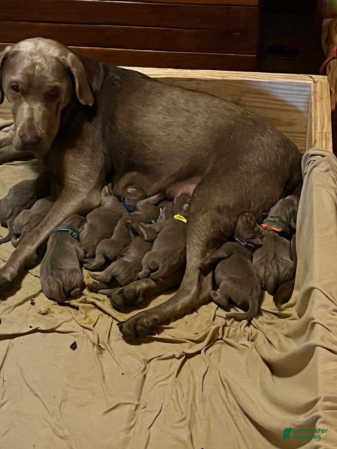 Gallery Image {{count}}