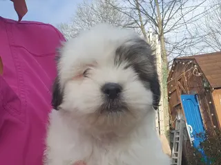 Shih Tzu dogs Shih Tzu Puppy 2 - Ad 3