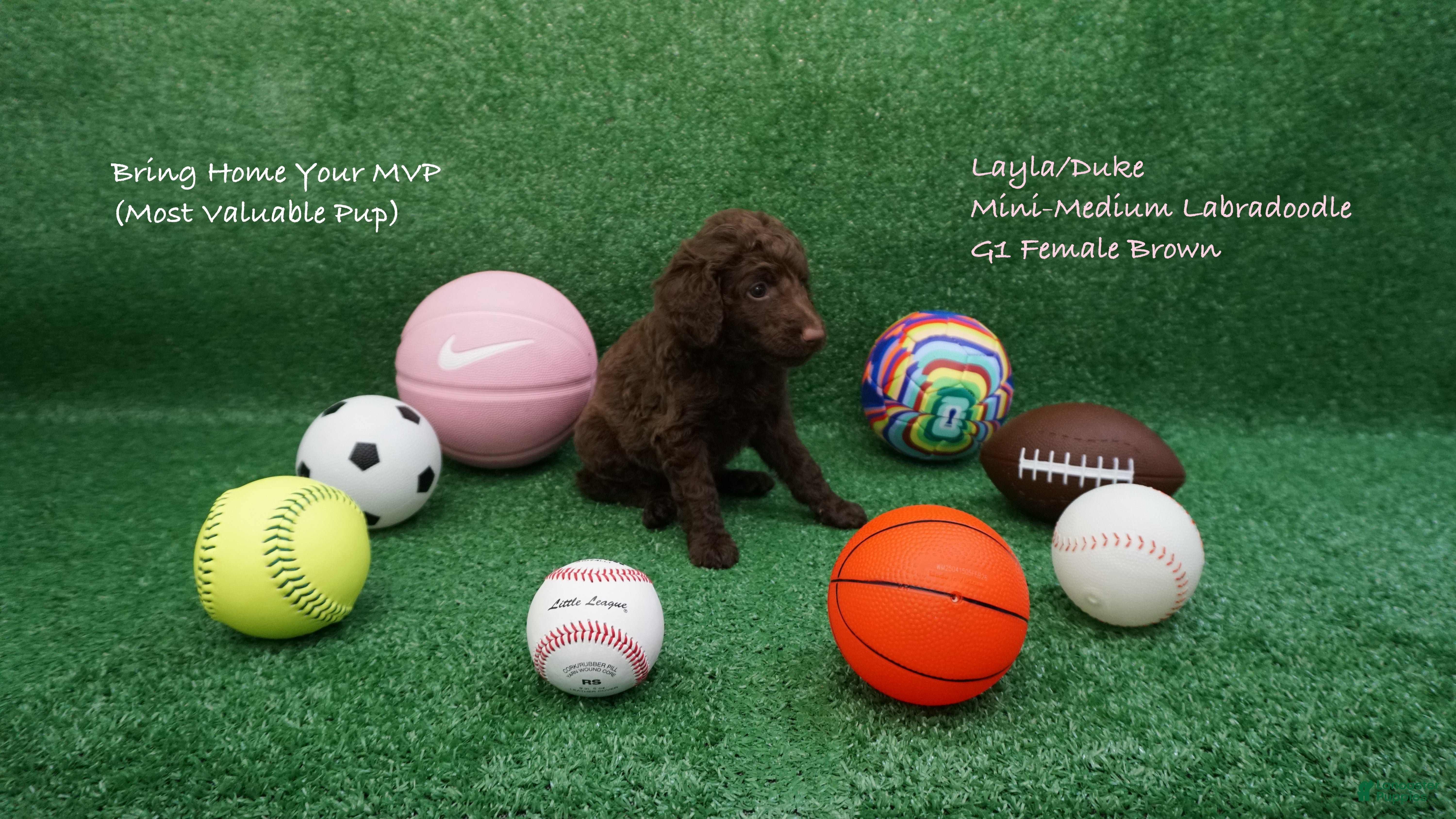 Miniature Labradoodle dogs LD G1 - Ad 30