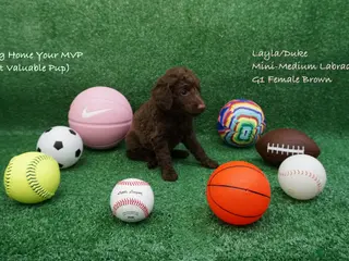 Miniature Labradoodle dogs LD G1 - Ad 30