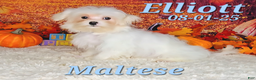 Maltese dogs for sale: Elliott - Ad 1