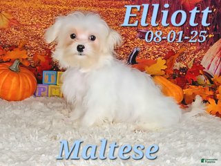 Maltese dogs Elliott - Ad 5