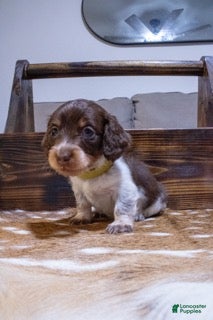 Miniature Dachshund dogs for sale: Miniature Dachshund Yellow - Ad 4