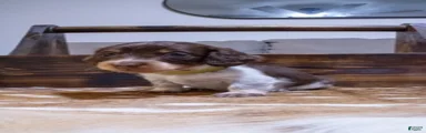Miniature Dachshund Yellow