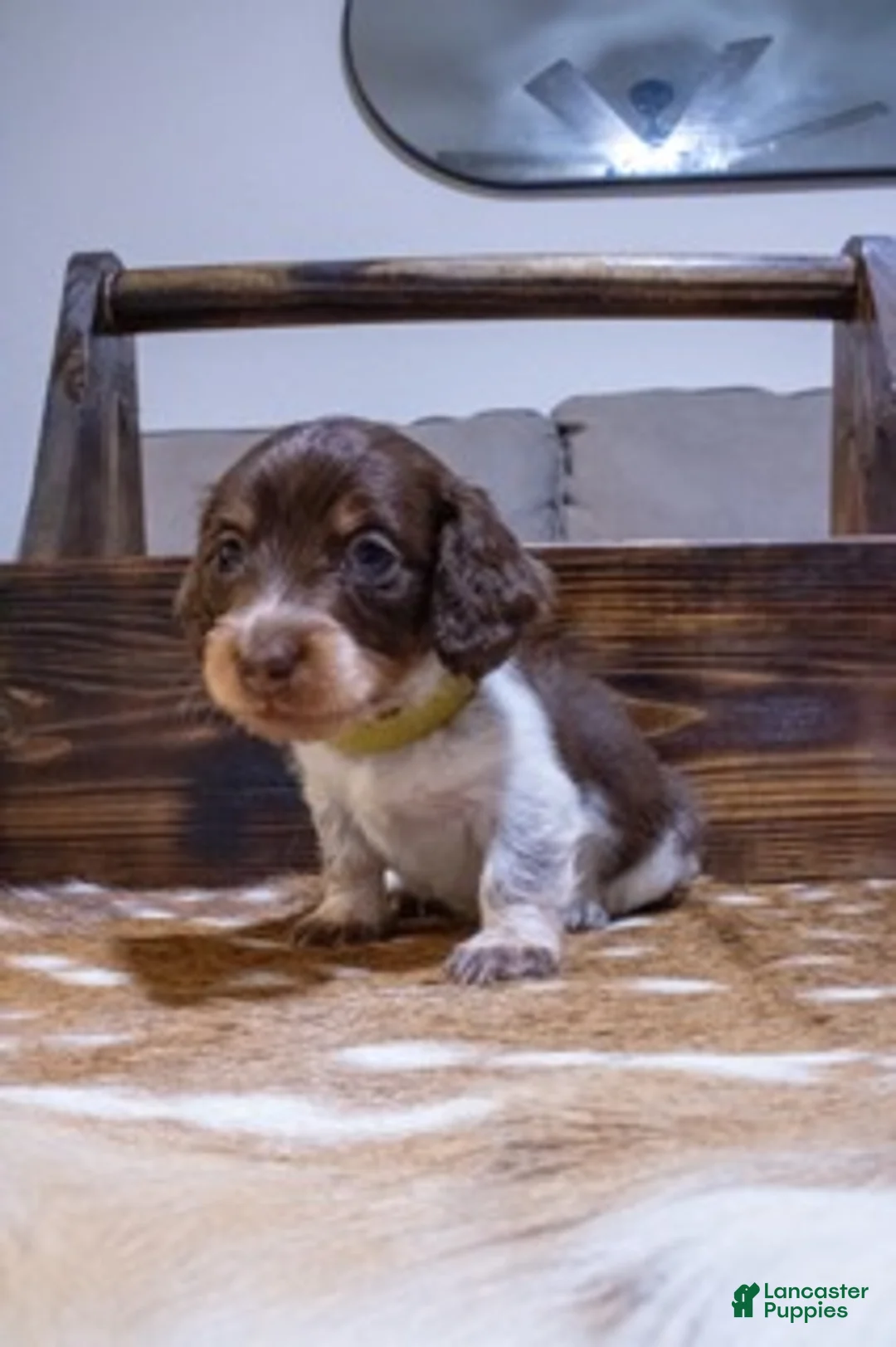 Miniature Dachshund dogs for sale: Miniature Dachshund Yellow - Ad 1