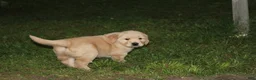 Golden Retriever dogs for sale: Gabby - Ad 4