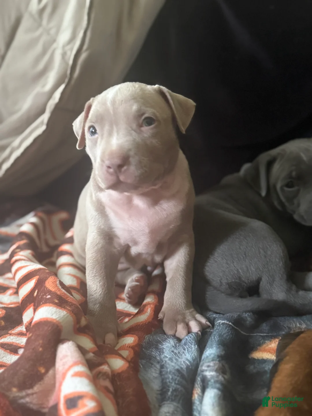 Mixed Breed dogs for sale: Vinny - Ad 2