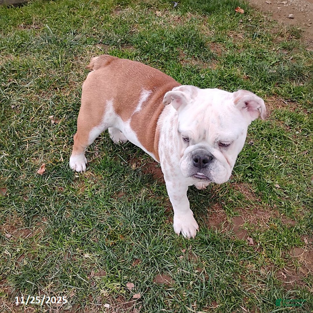 English Bulldog dogs for sale: Renita - Ad 6