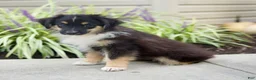 Miniature Australian Shepherd dogs for sale: Tanner  - Ad 4