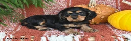 Cocker Spaniel dogs for sale: Lincoln - Ad 5