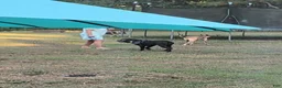 Cane Corso dogs for sale: Blue - Ad 4