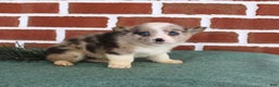 Welsh Corgi Pembroke dogs for sale: Jacob - Ad 3