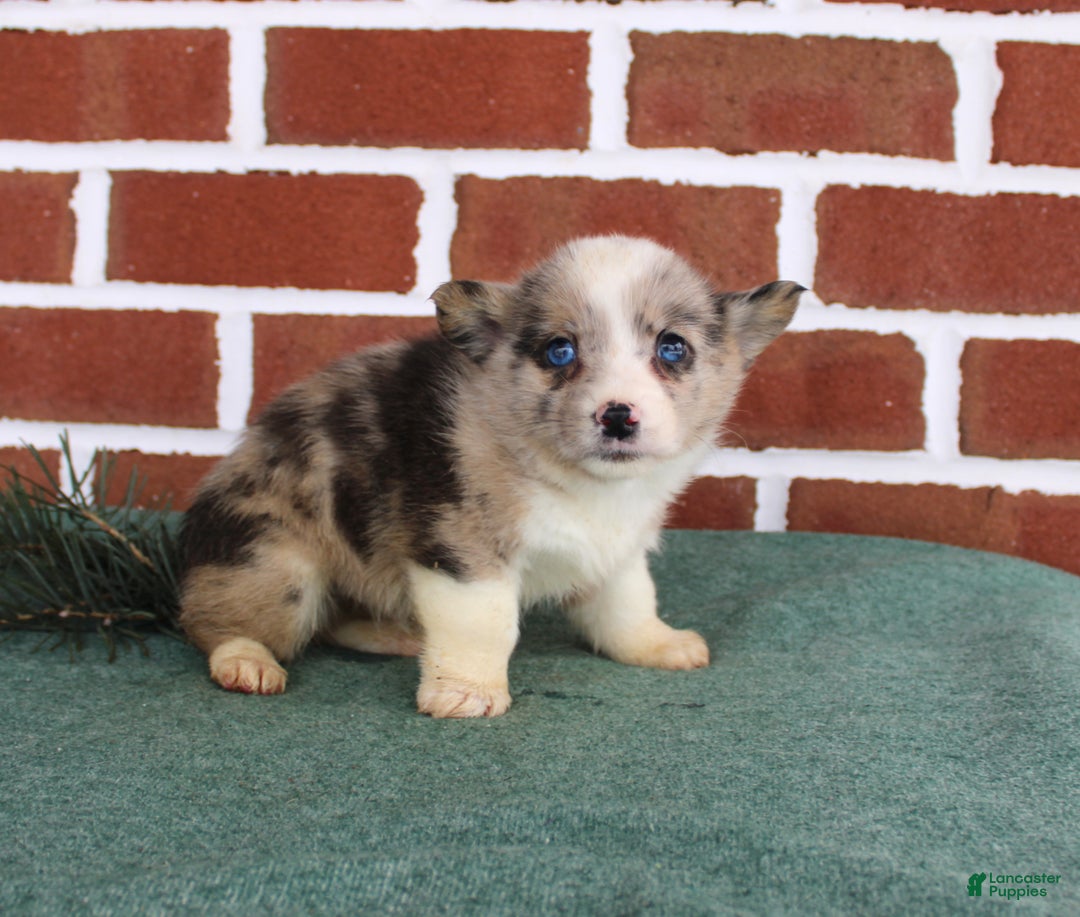 Welsh Corgi Pembroke dogs for sale: Jacob - Ad 3
