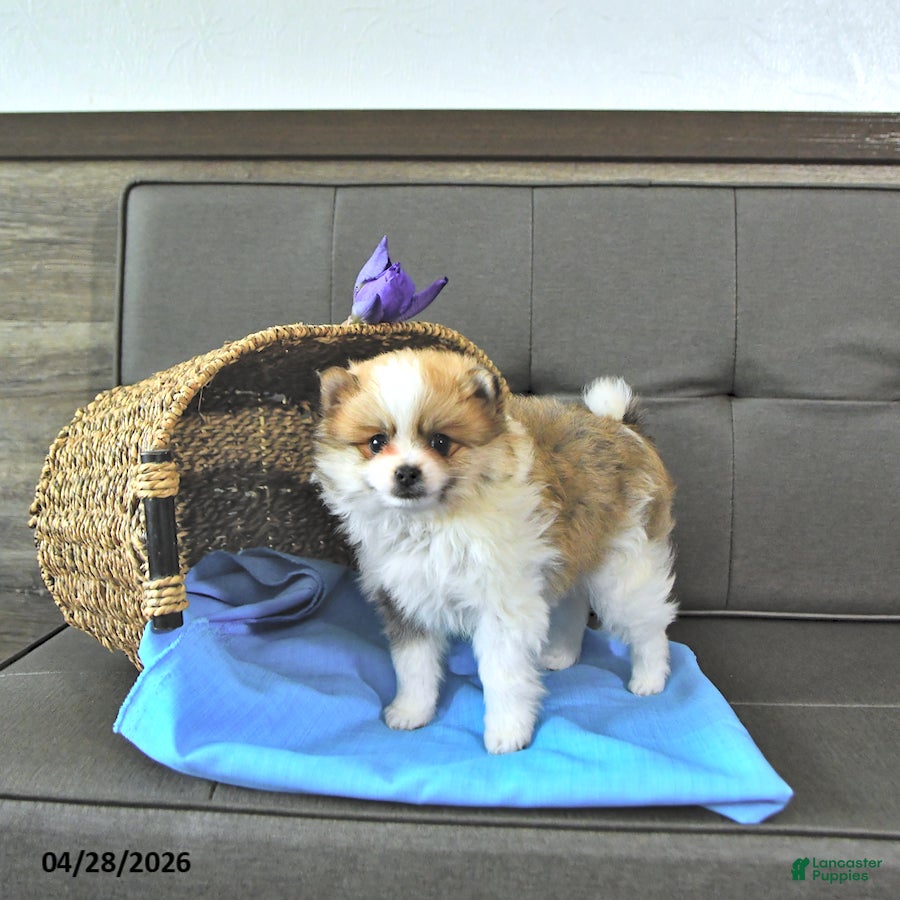 Pomeranian dogs Tanner - Ad 2