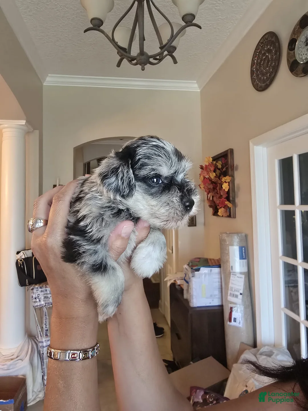 Miniature Schnauzer dogs for sale: Romolo - Ad 2